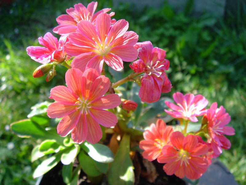 Lewisia cotyledon — formes orangées photo